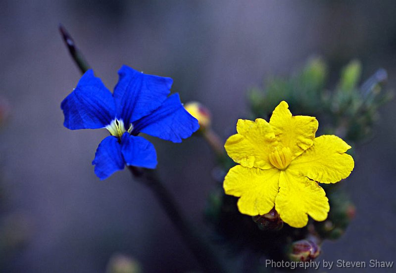 WA Wildflowers WA Wildflowers